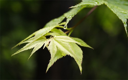 鲁尼哪个赛季好,进球如流水鲁尼伤愈出场